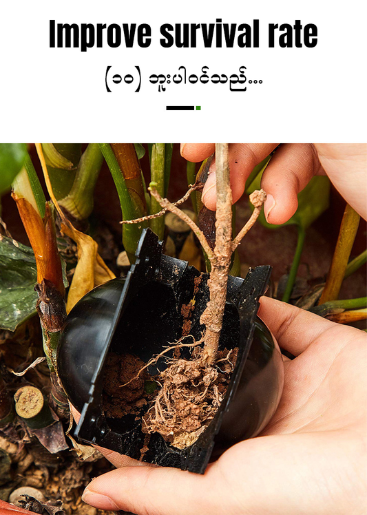MH06710 Plant Root Box